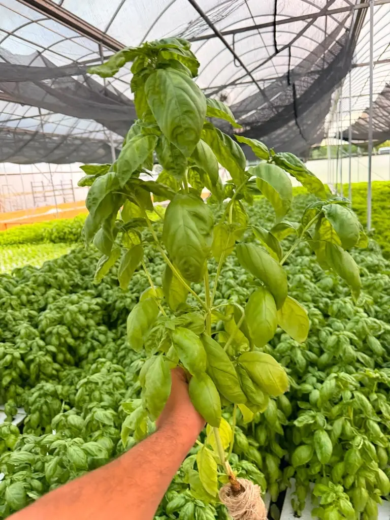 Root system check