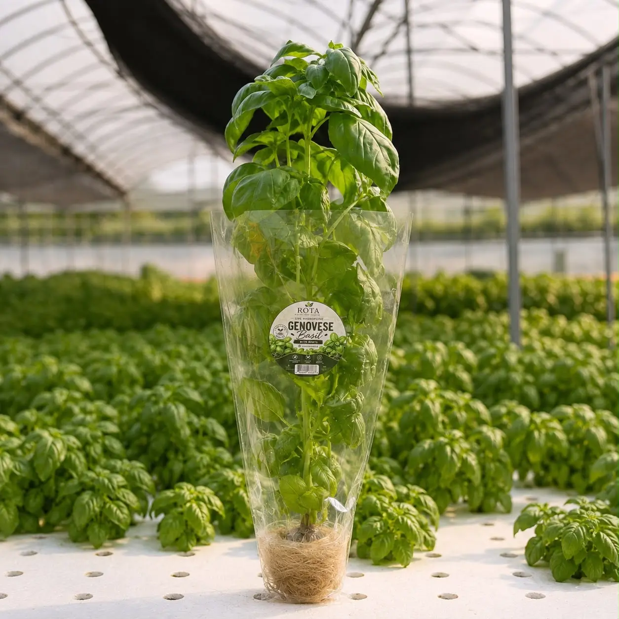 Rota Farms live basil in a hydroponic greenhouse