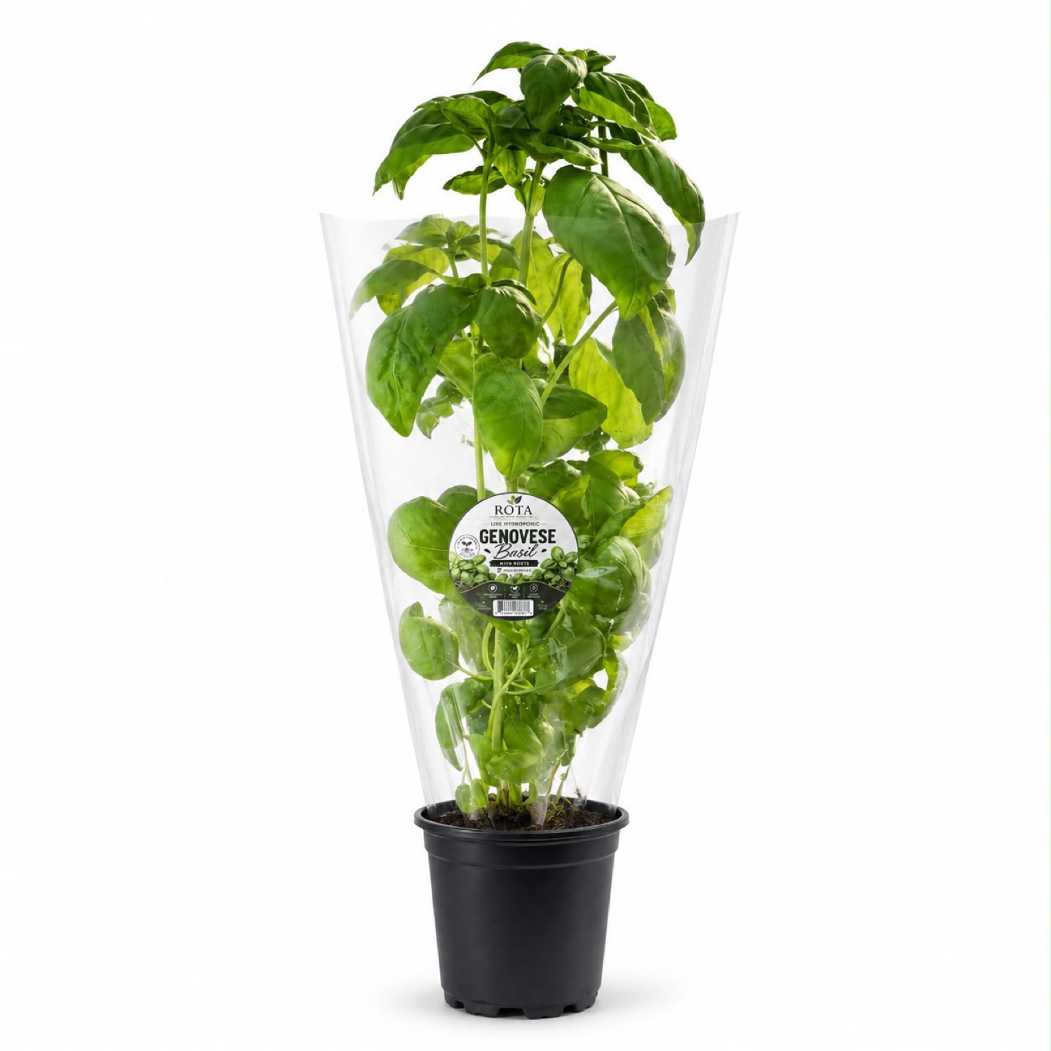 Live Genovese — In a Pot