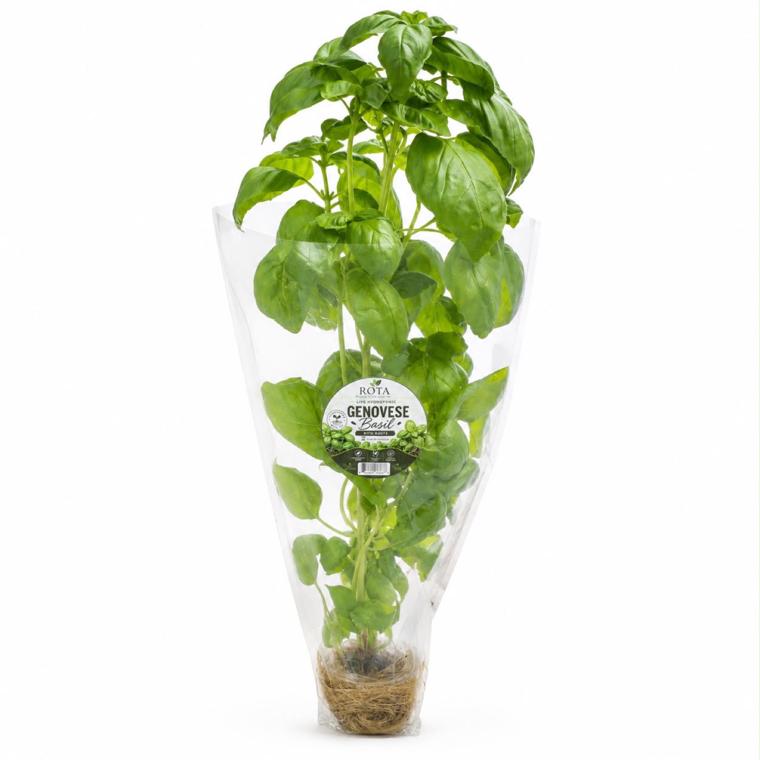 Live Genovese — No Pot